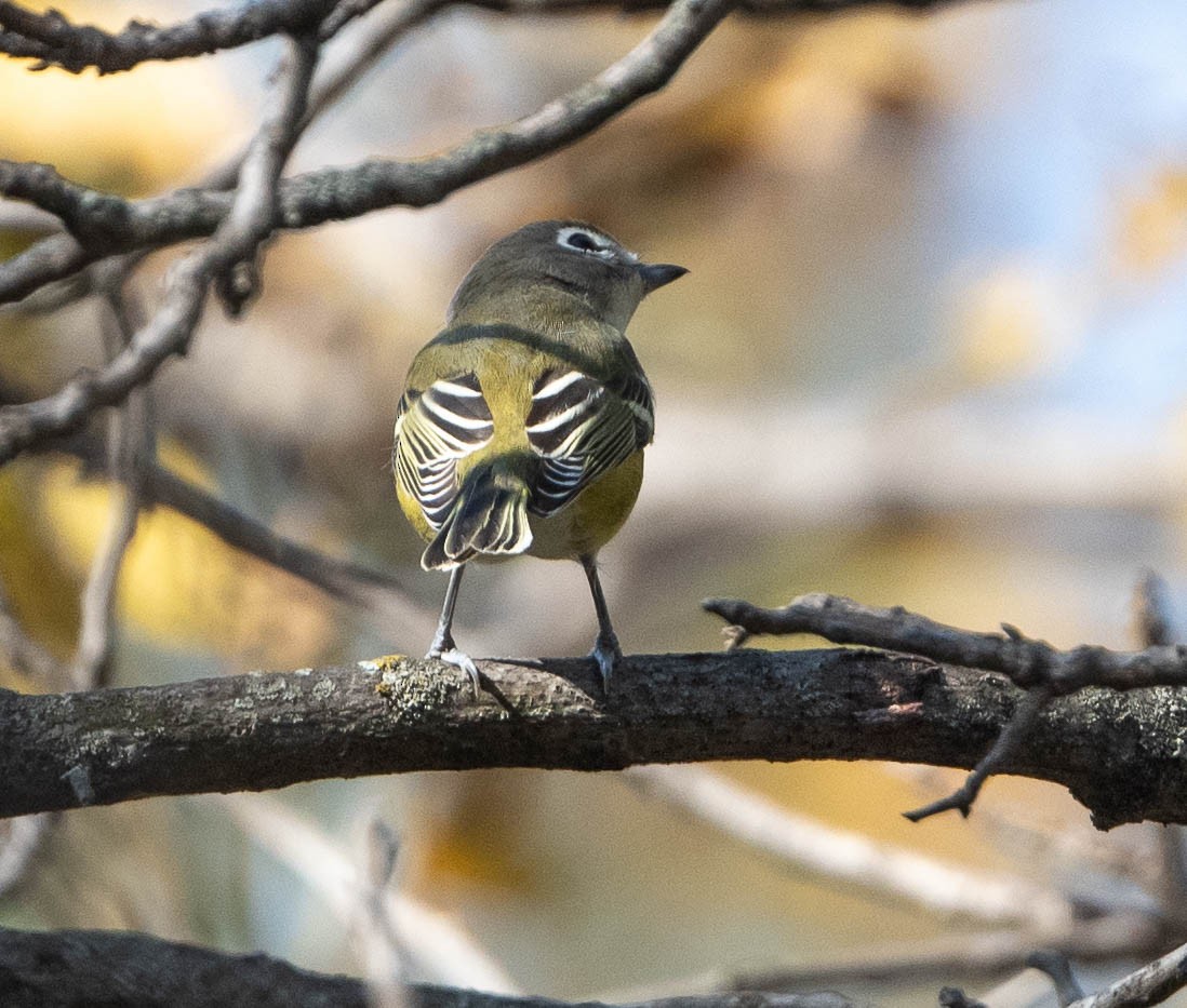 Mavi Başlı Vireo - ML624806370