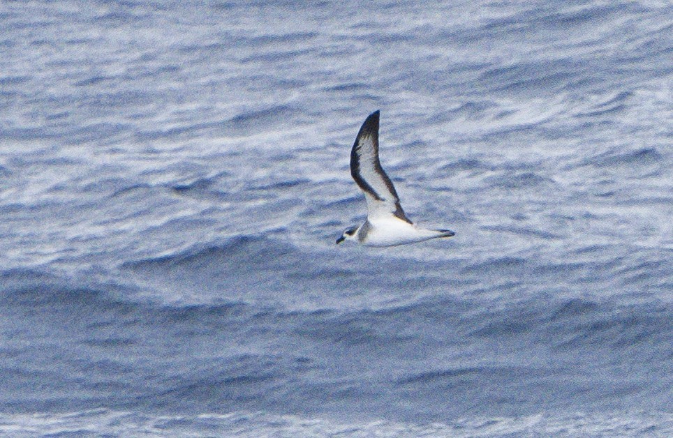 Black-winged Petrel - Stephen Menzie