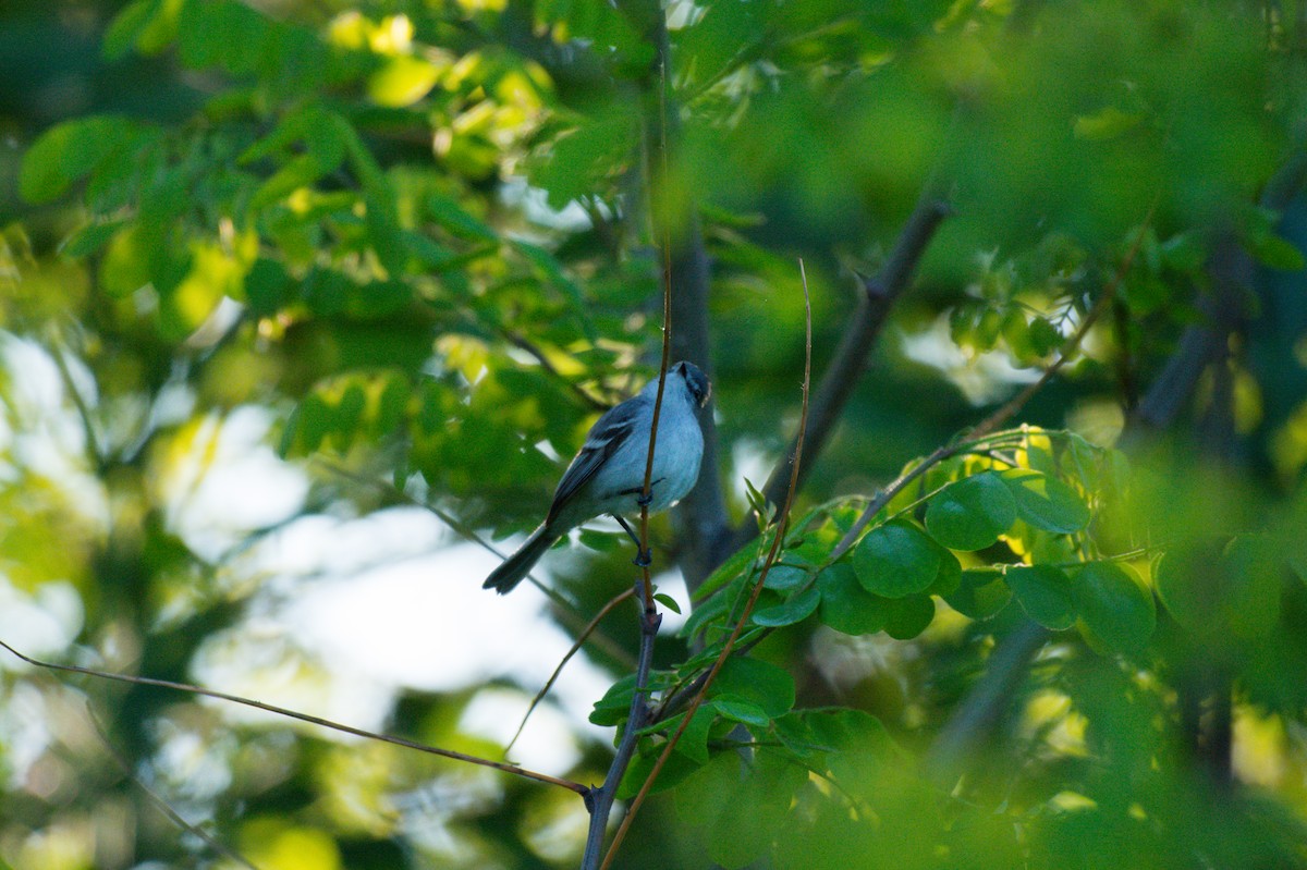 White-crested Tyrannulet - ML624806418