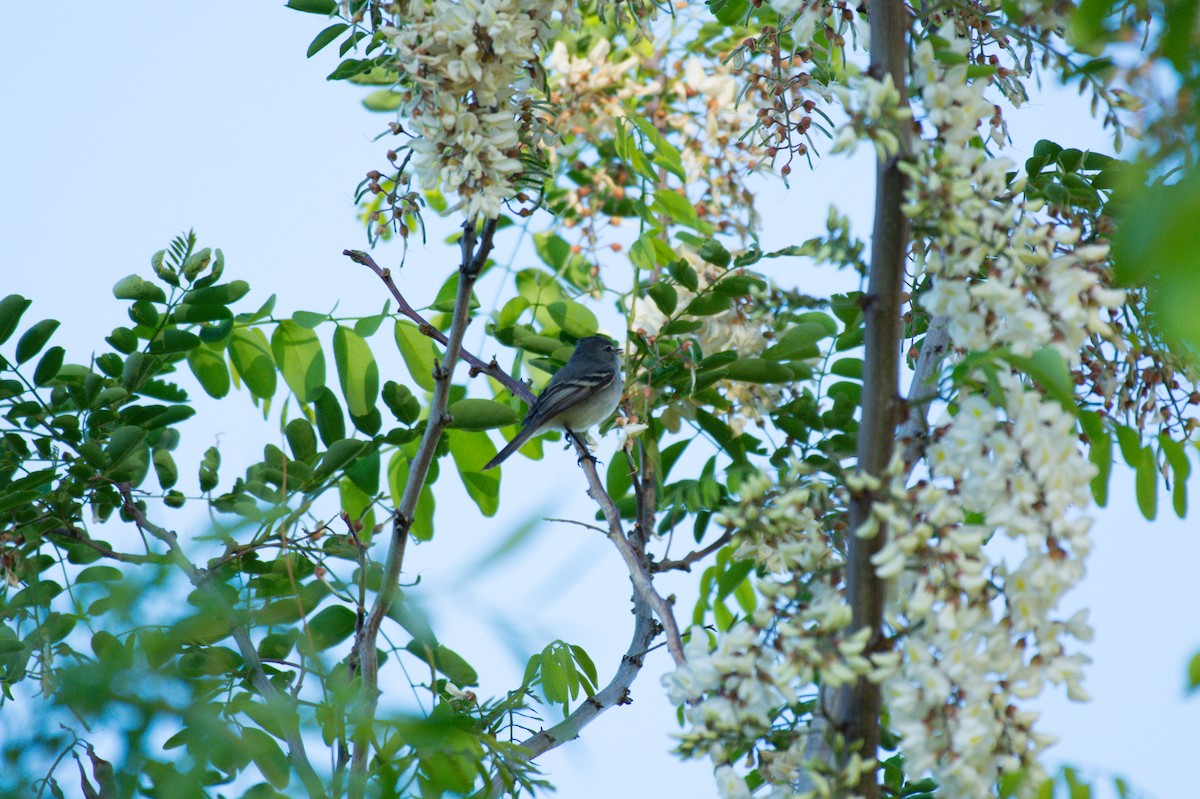 White-crested Tyrannulet - ML624806426