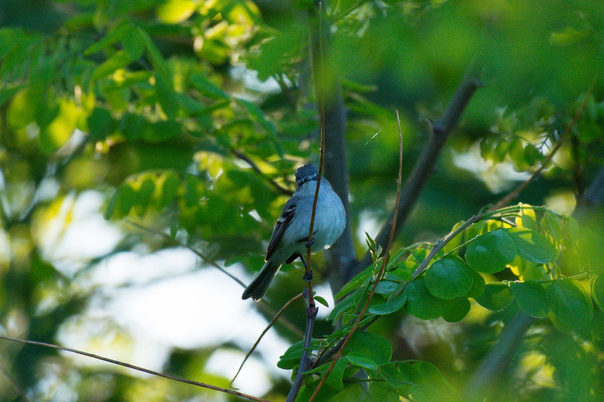 White-crested Tyrannulet - ML624806427