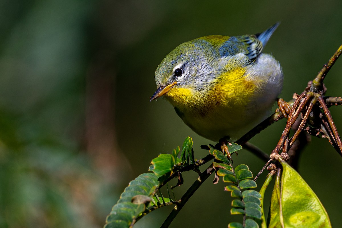 Northern Parula - Zane Fish