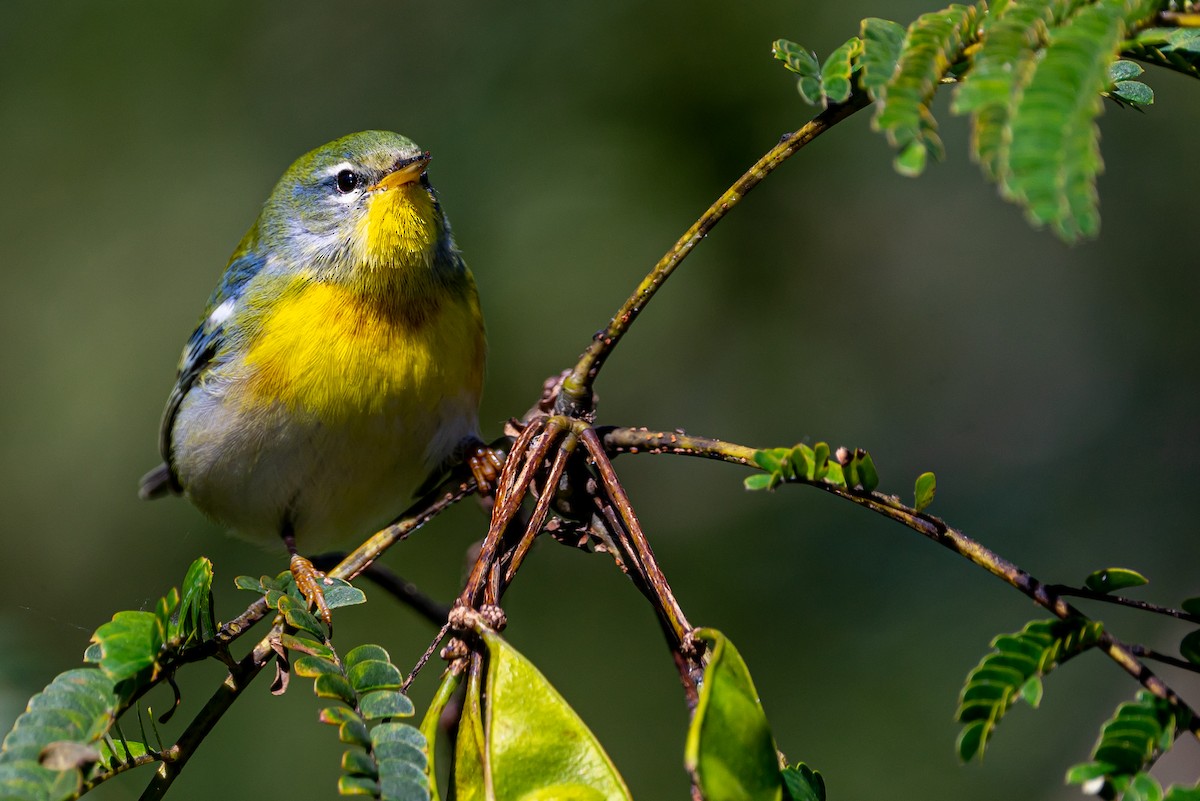 Northern Parula - ML624806491