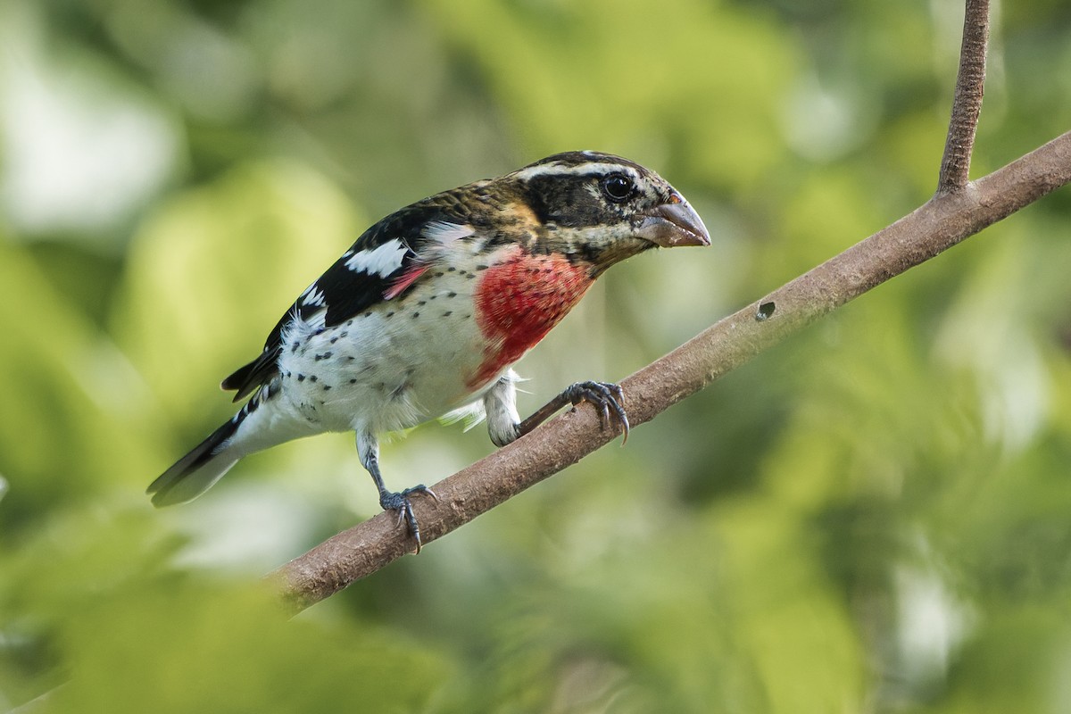 Rose-breasted Grosbeak - ML624806505