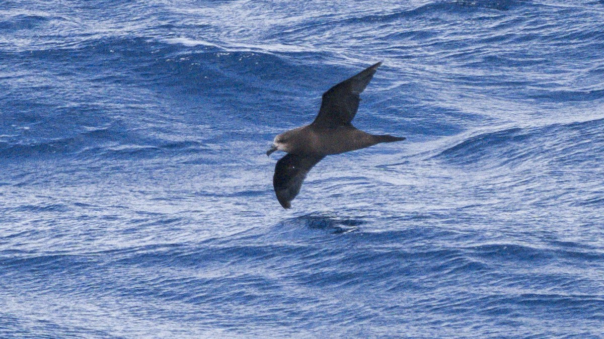 Gray-faced Petrel - ML624806583