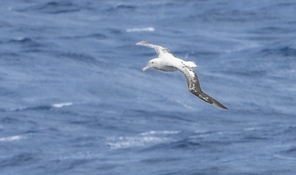 Snowy Albatross - Stephen Menzie