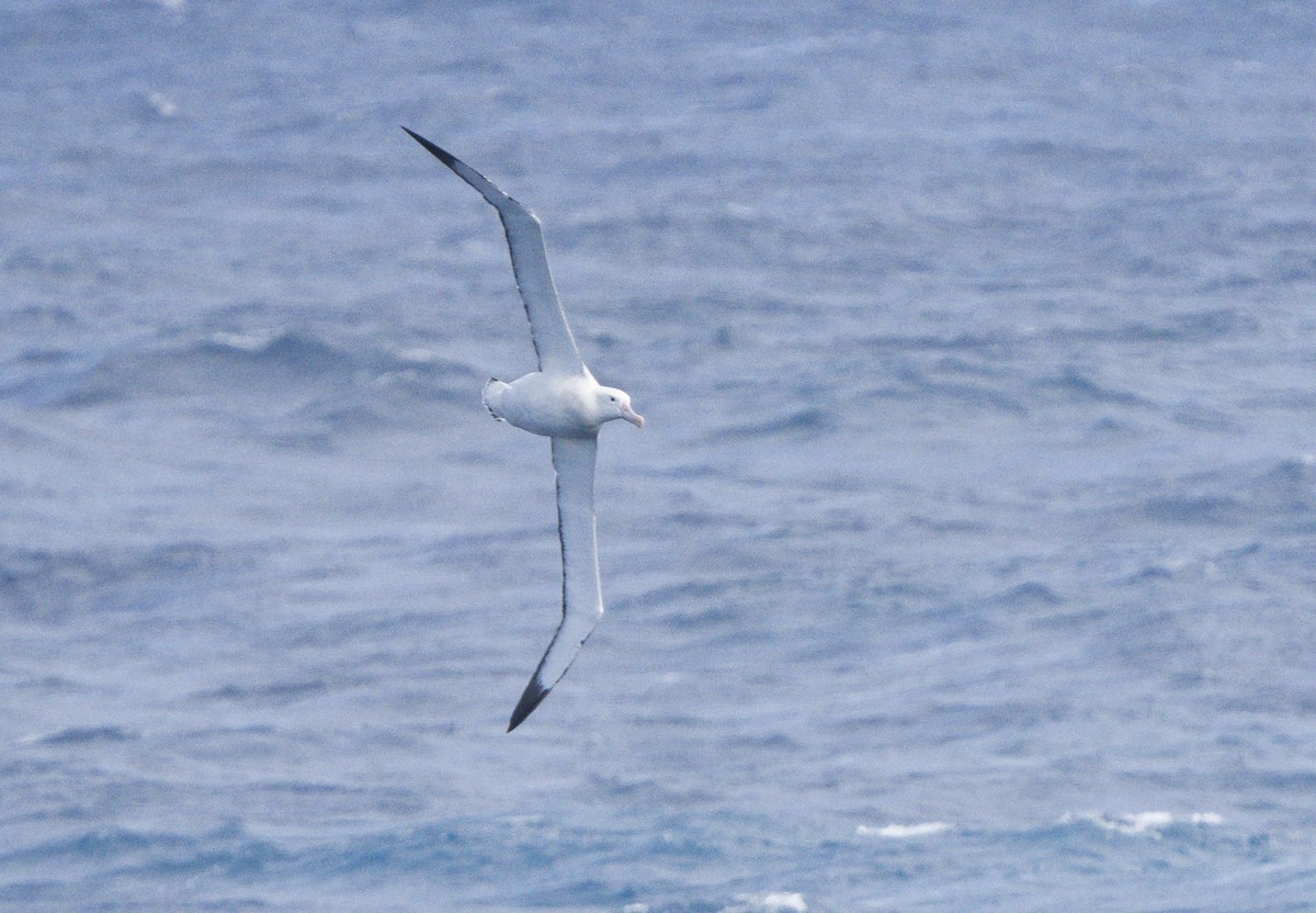 Snowy Albatross - ML624806606