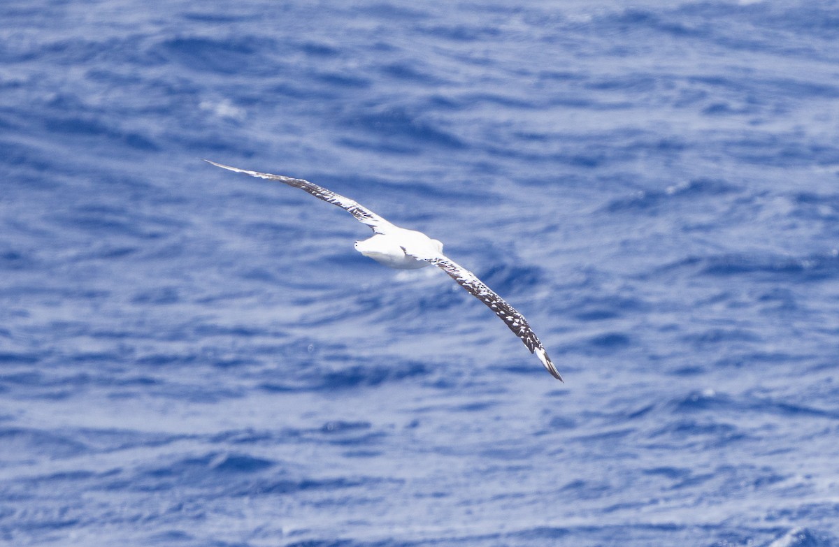 Snowy Albatross - ML624806655