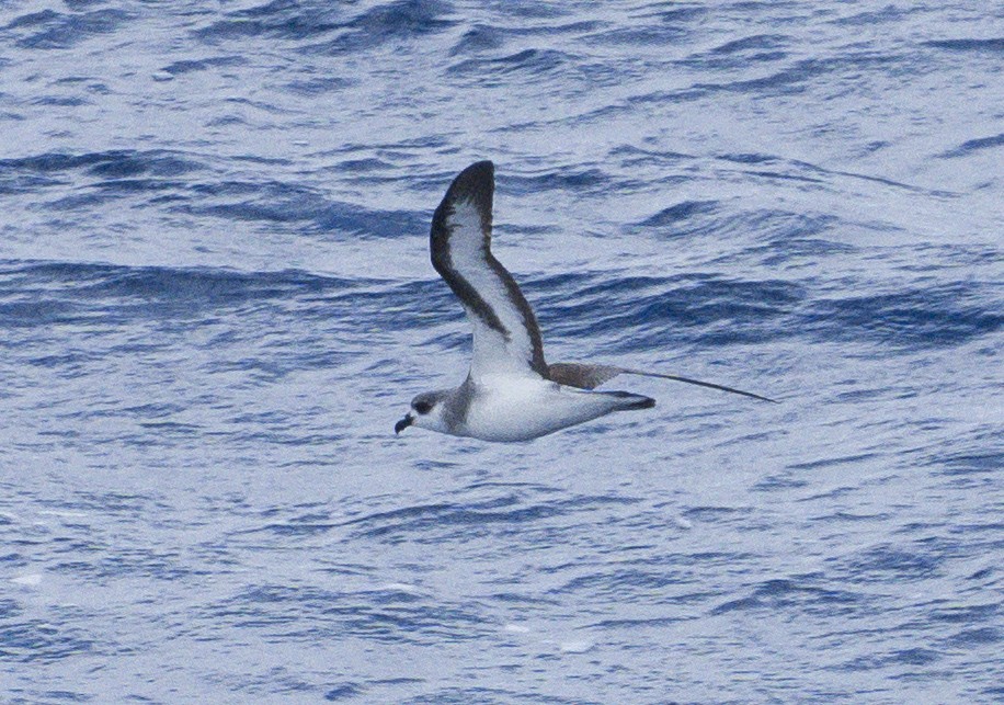 Black-winged Petrel - ML624806714