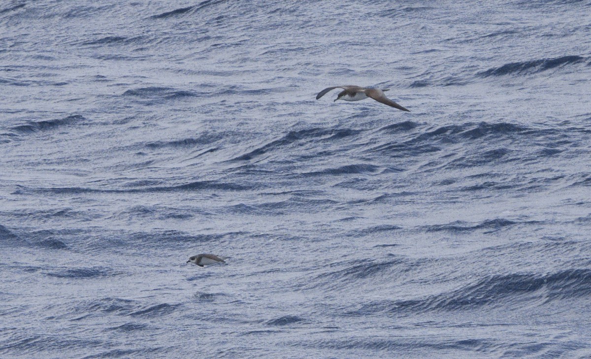 Buller's Shearwater - ML624806734