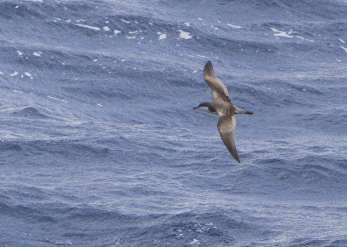 Buller's Shearwater - ML624806831