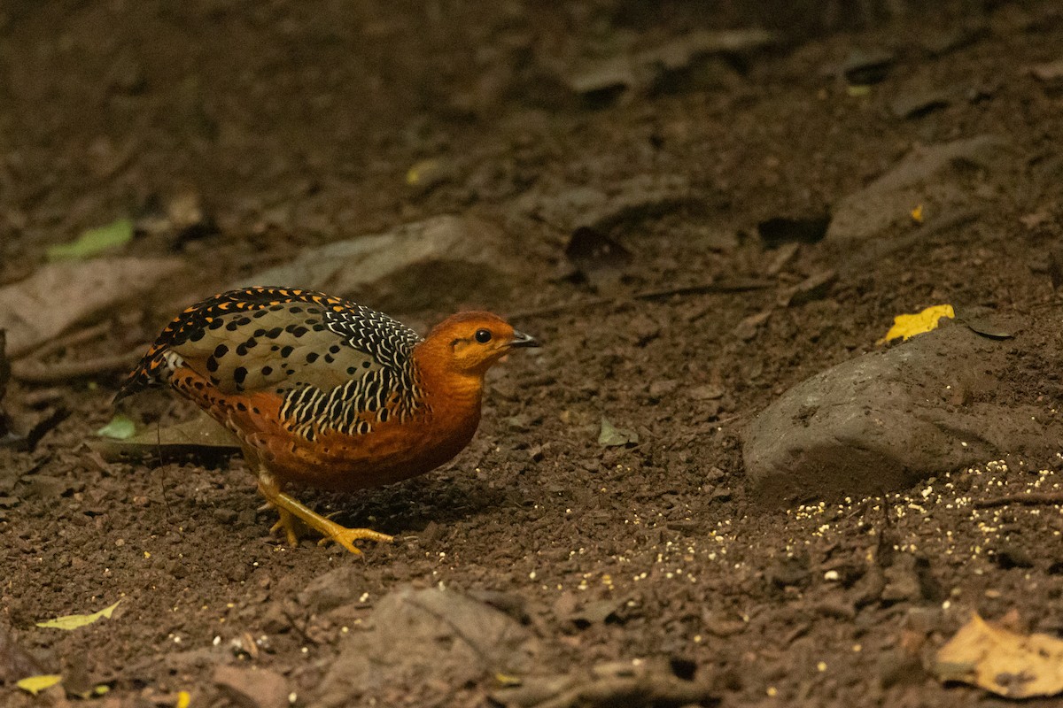 Ferruginous Partridge - ML624806884