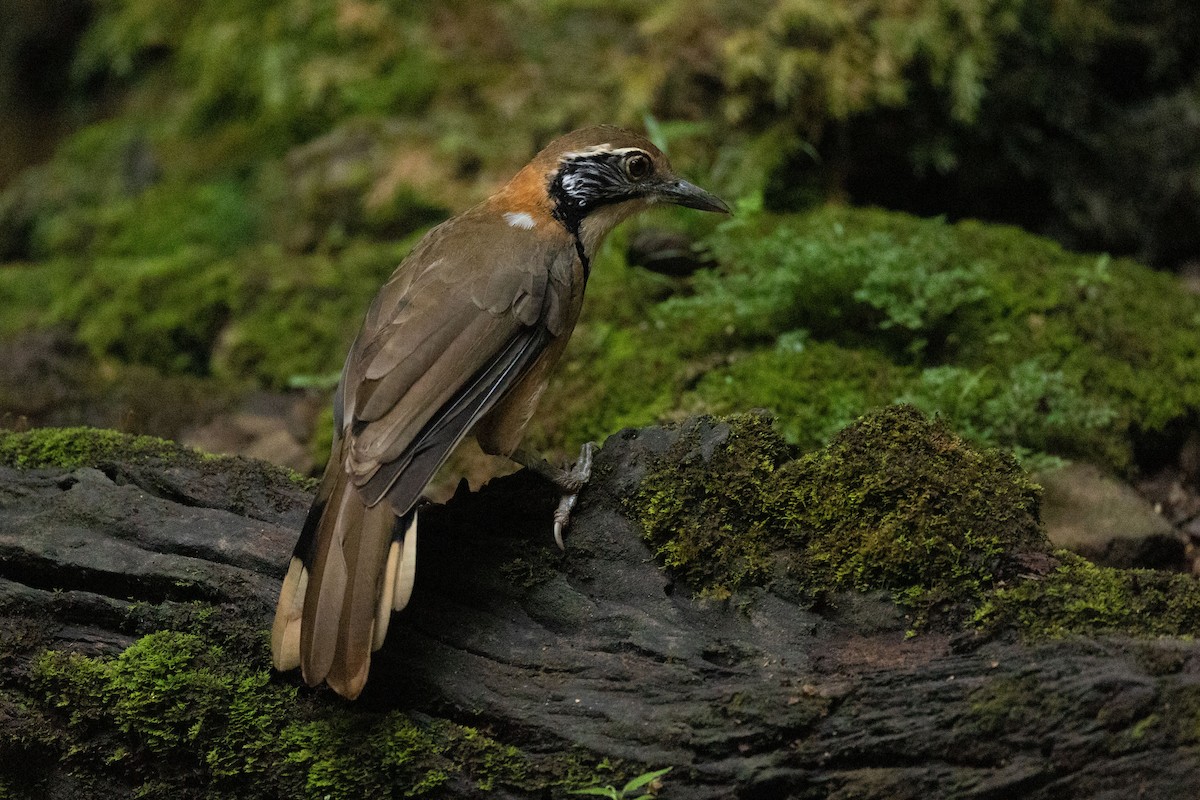 Greater Necklaced Laughingthrush - ML624806897