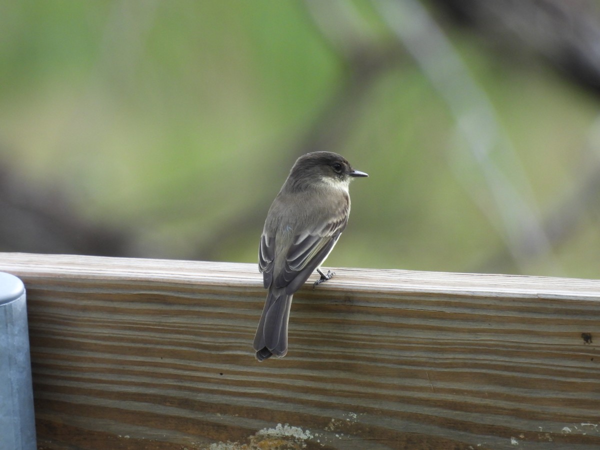 Eastern Phoebe - Denise Rychlik