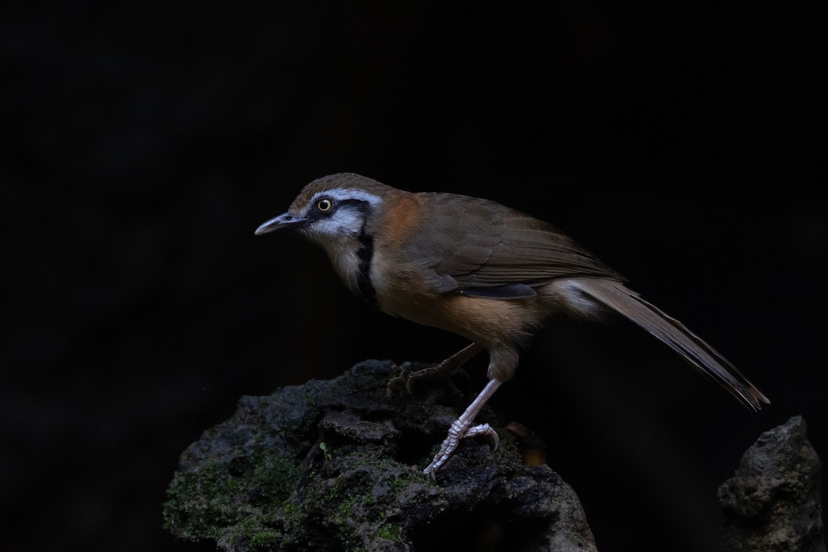 Lesser Necklaced Laughingthrush - ML624806907