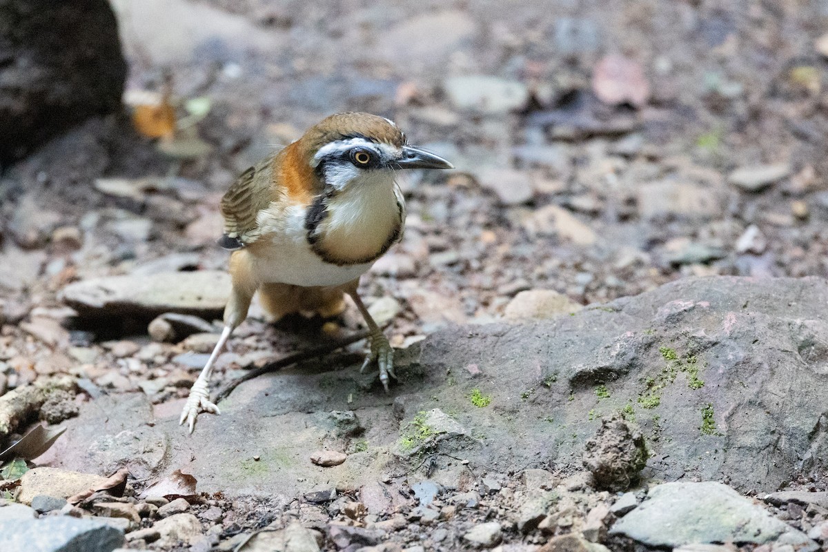 Lesser Necklaced Laughingthrush - ML624806908