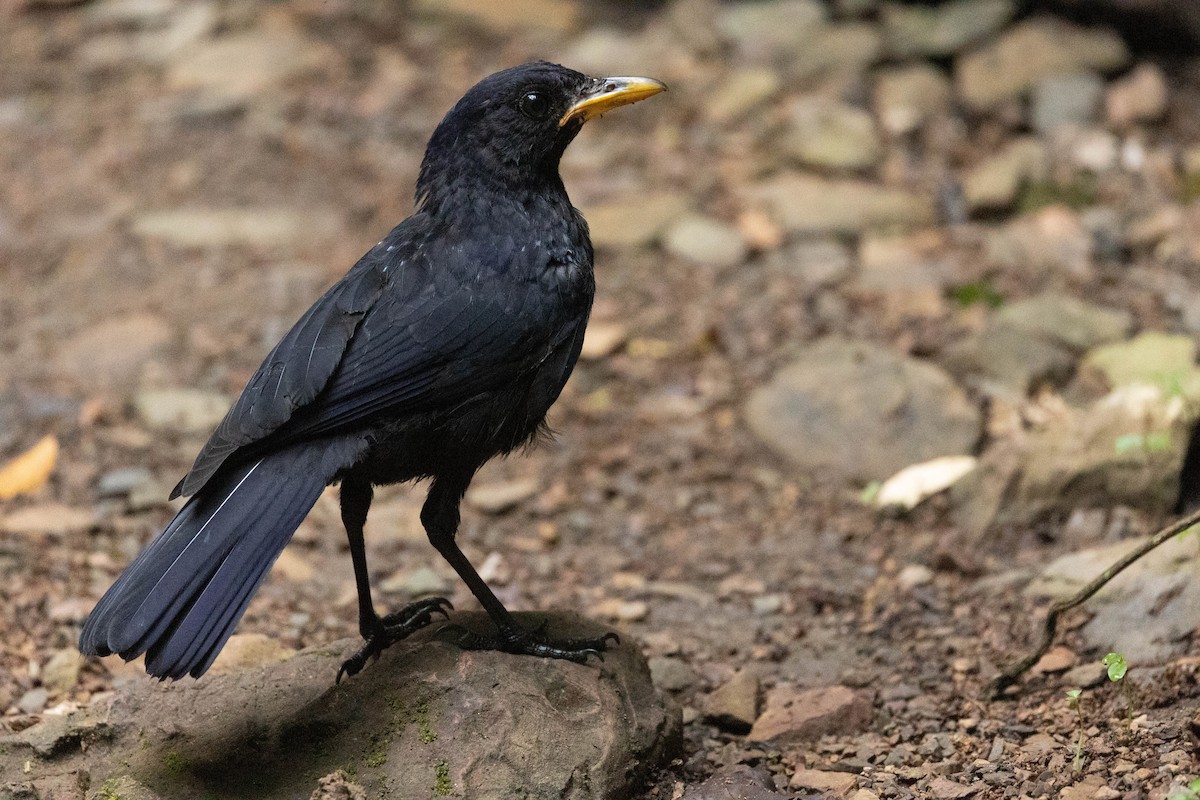 Blue Whistling-Thrush - ML624806913