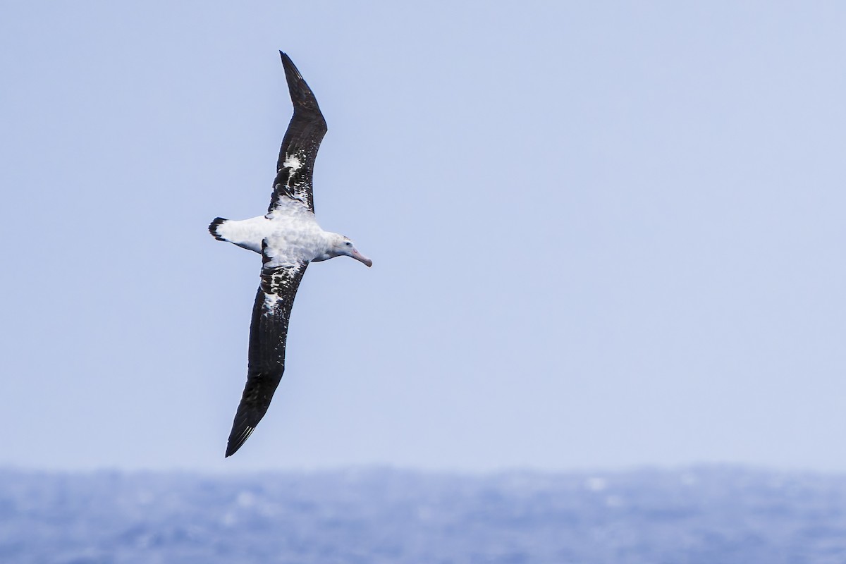 Snowy/Tristan/Antipodean Albatross - ML624807024