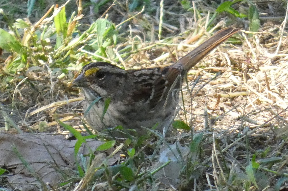 White-throated Sparrow - ML624807030
