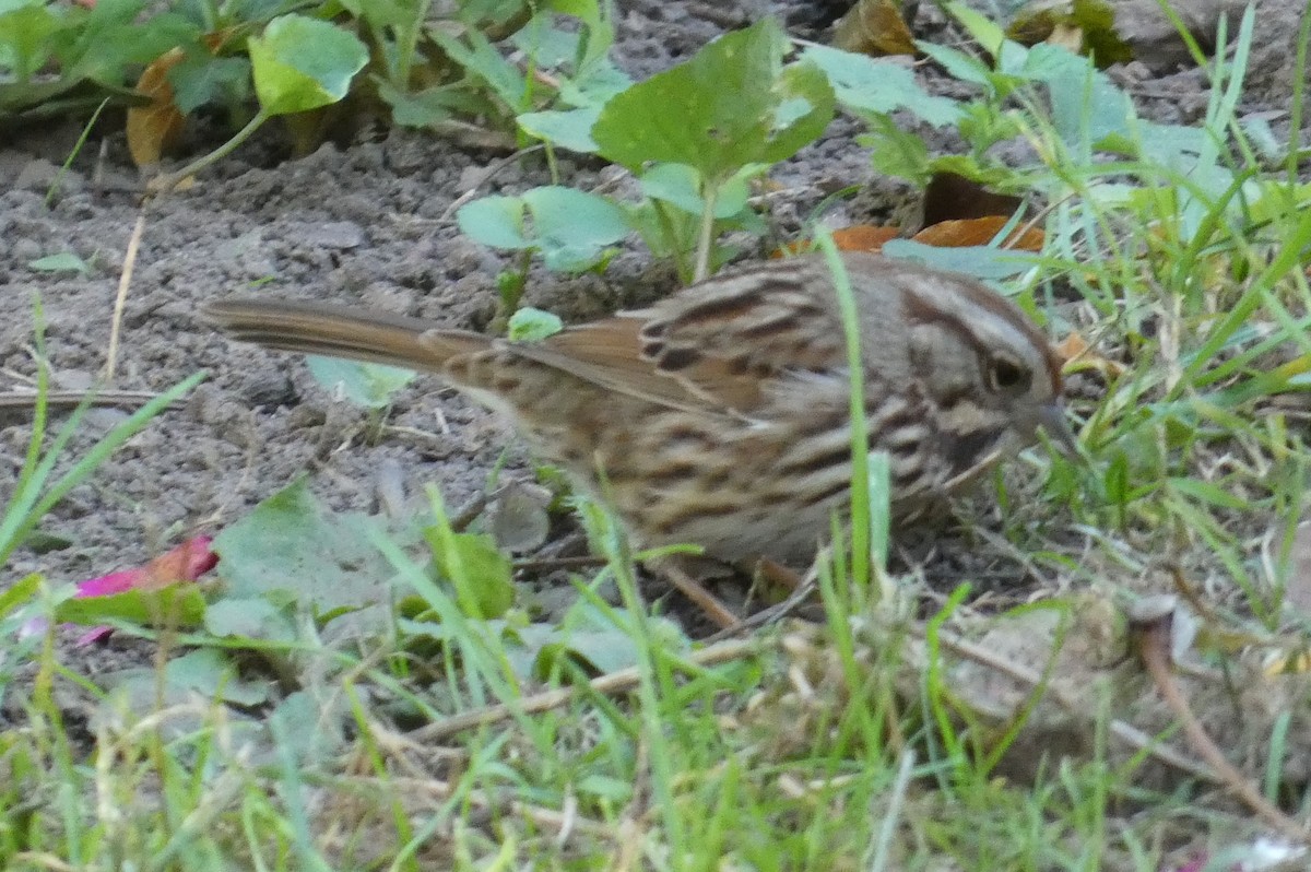 Song Sparrow - ML624807034
