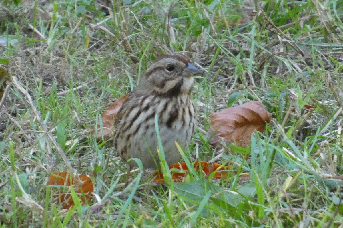 Song Sparrow - ML624807035