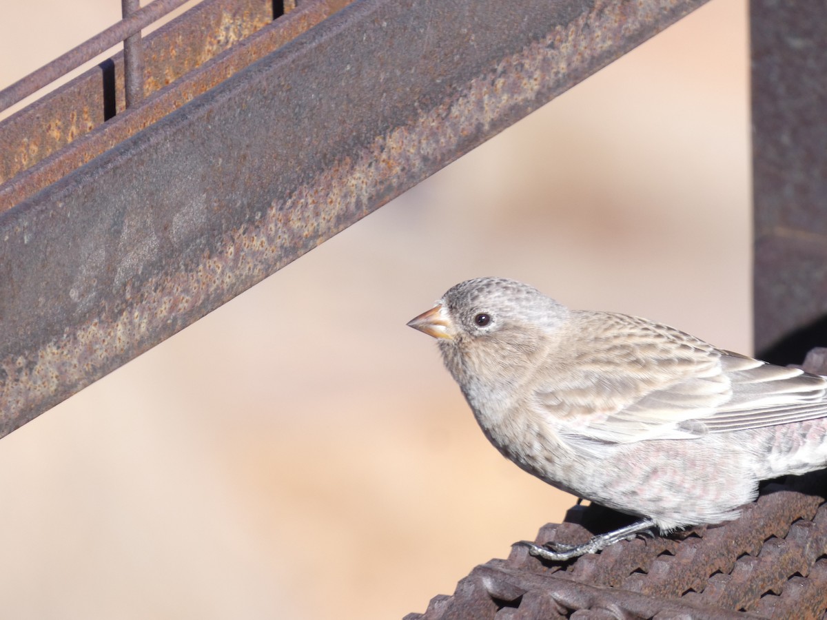 Brown-capped Rosy-Finch - ML624807085