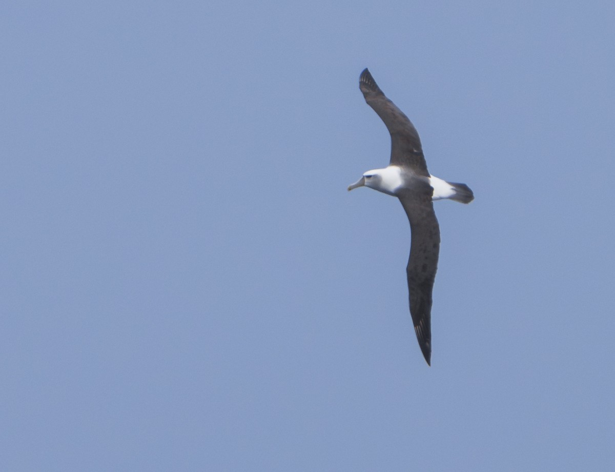 White-capped Albatross - ML624807142