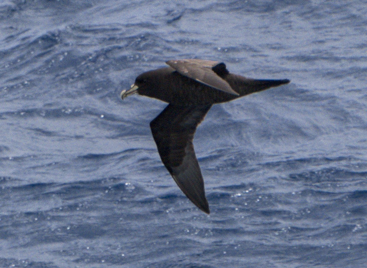 White-chinned Petrel - ML624807217