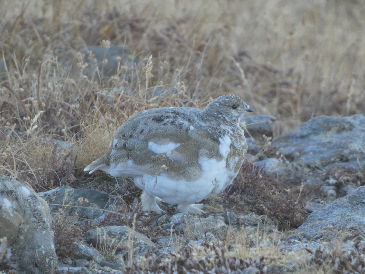 Ak Kuyruklu Kar Tavuğu - ML624807240