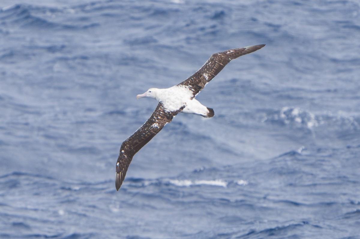 Antipodean Albatross (Gibson's) - ML624807334