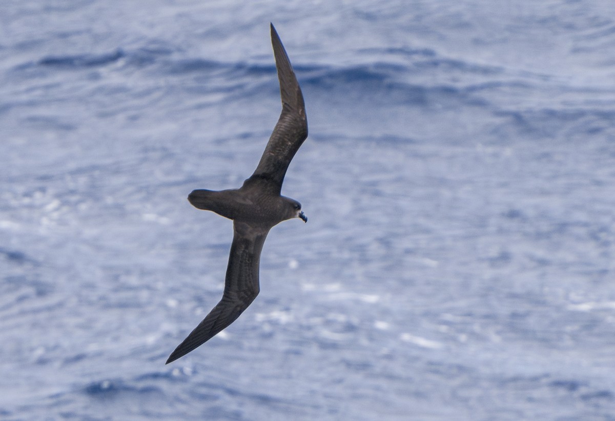 Gray-faced Petrel - ML624807394