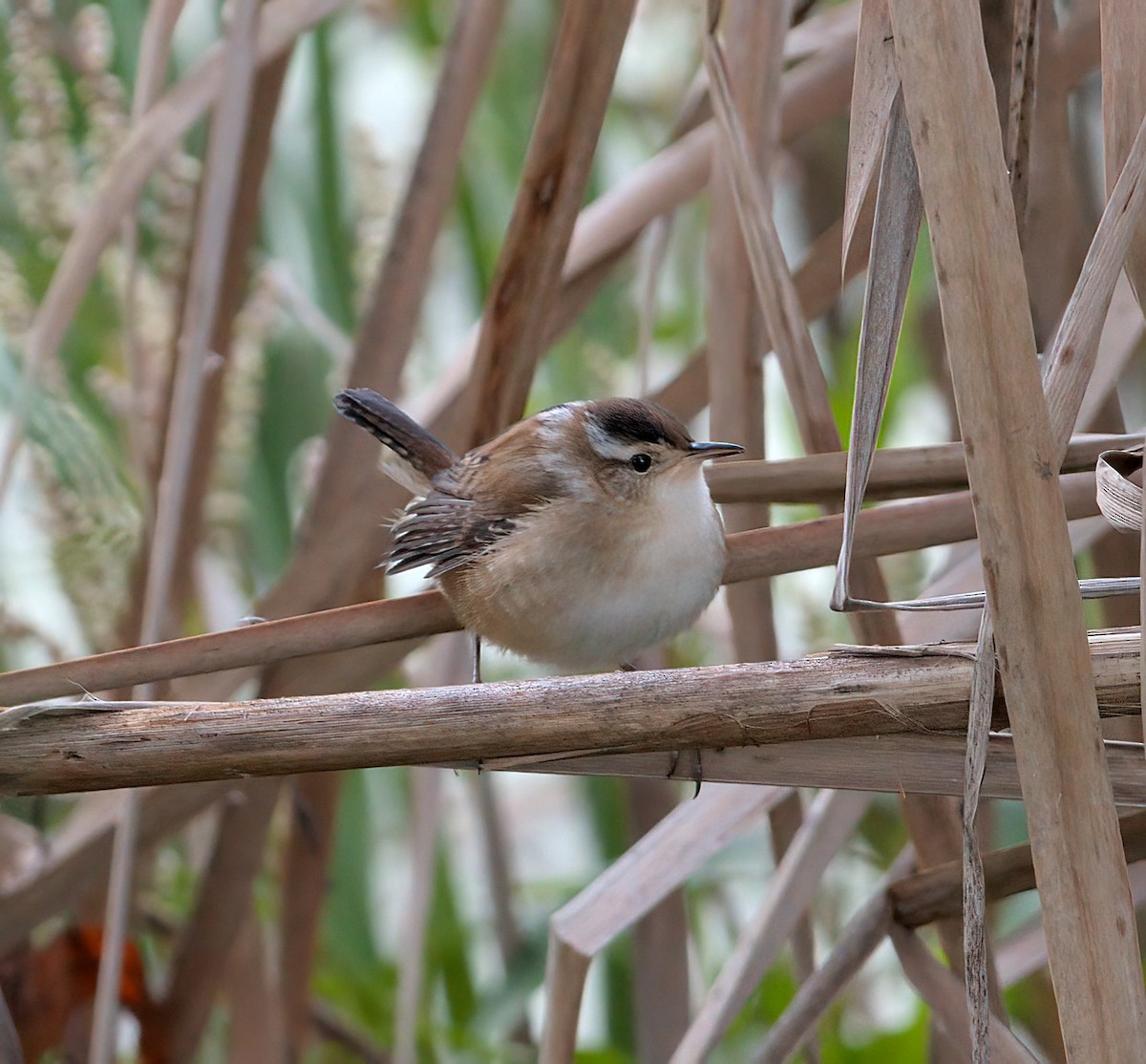 Marsh Wren - ML624807443