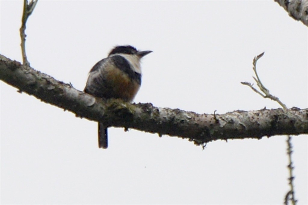 Buff-bellied Puffbird - ML624807495