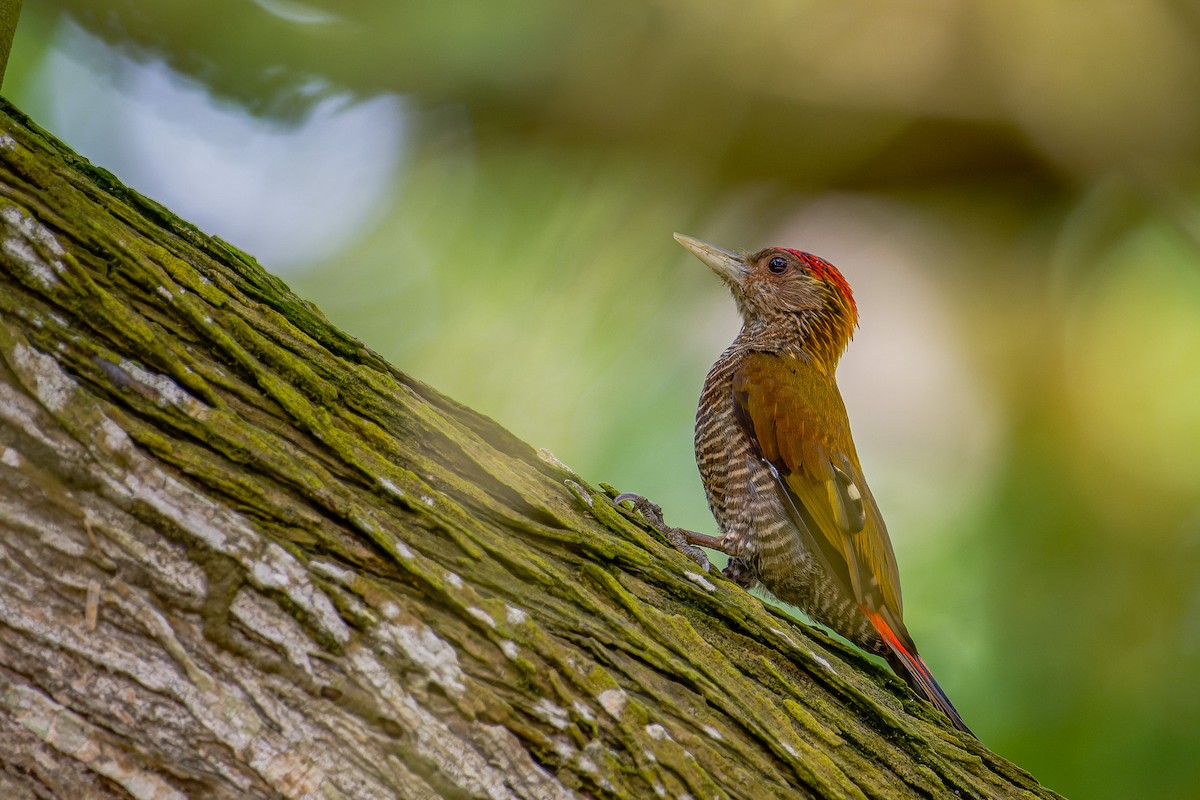 Red-rumped Woodpecker - ML624807509