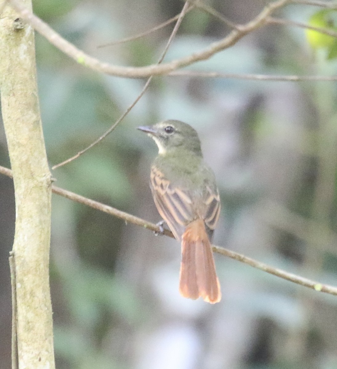 Rufous-tailed Flatbill - ML624807527