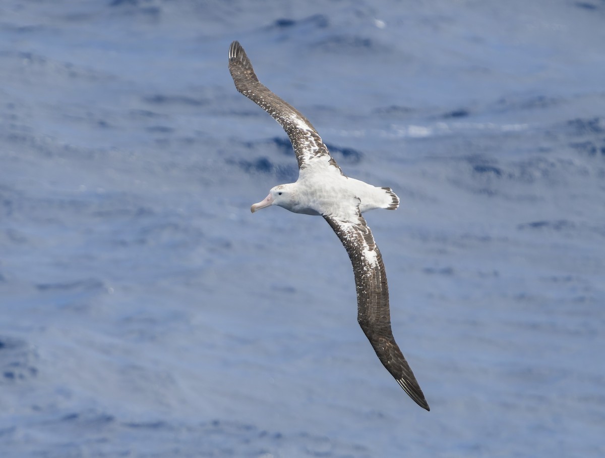 Antipodean Albatross (Gibson's) - ML624807544