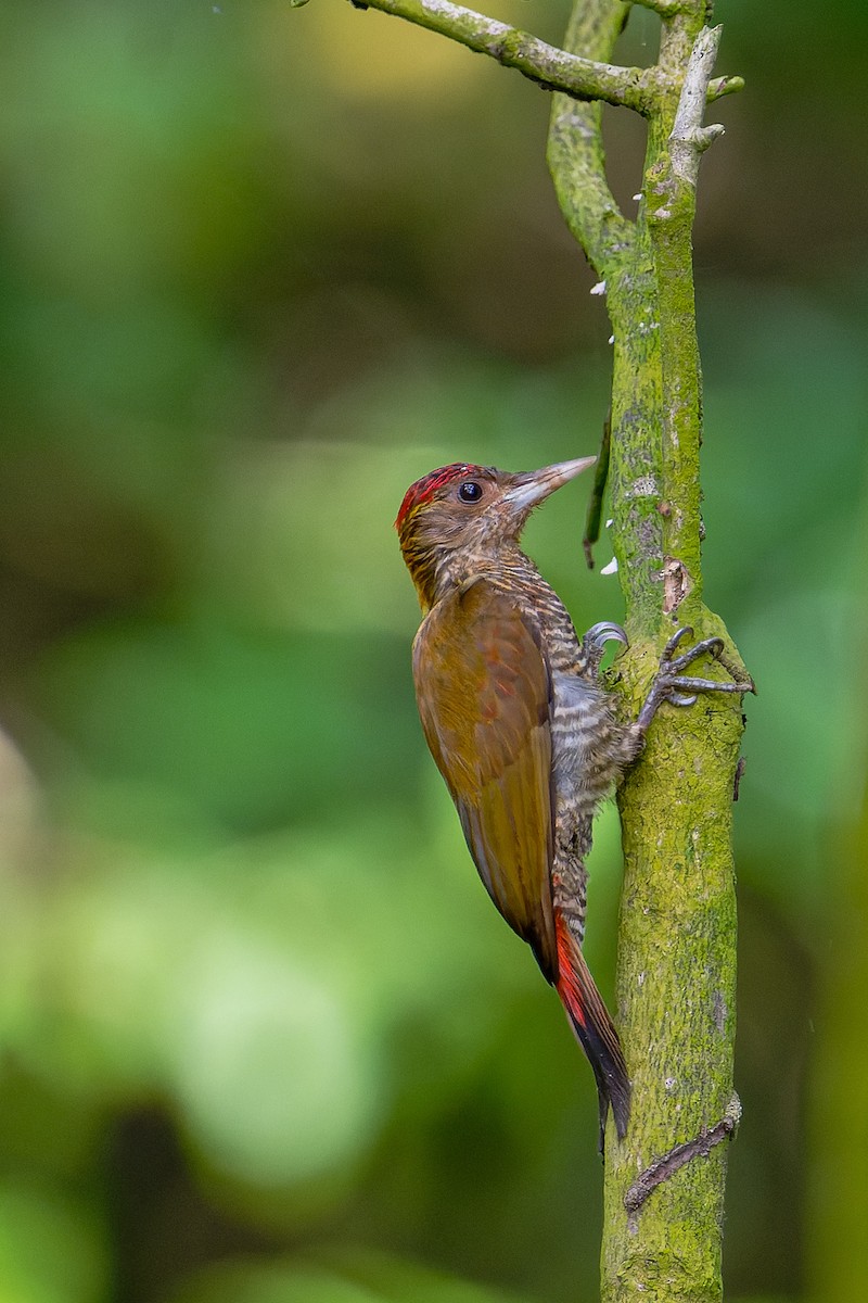 Red-rumped Woodpecker - ML624807585