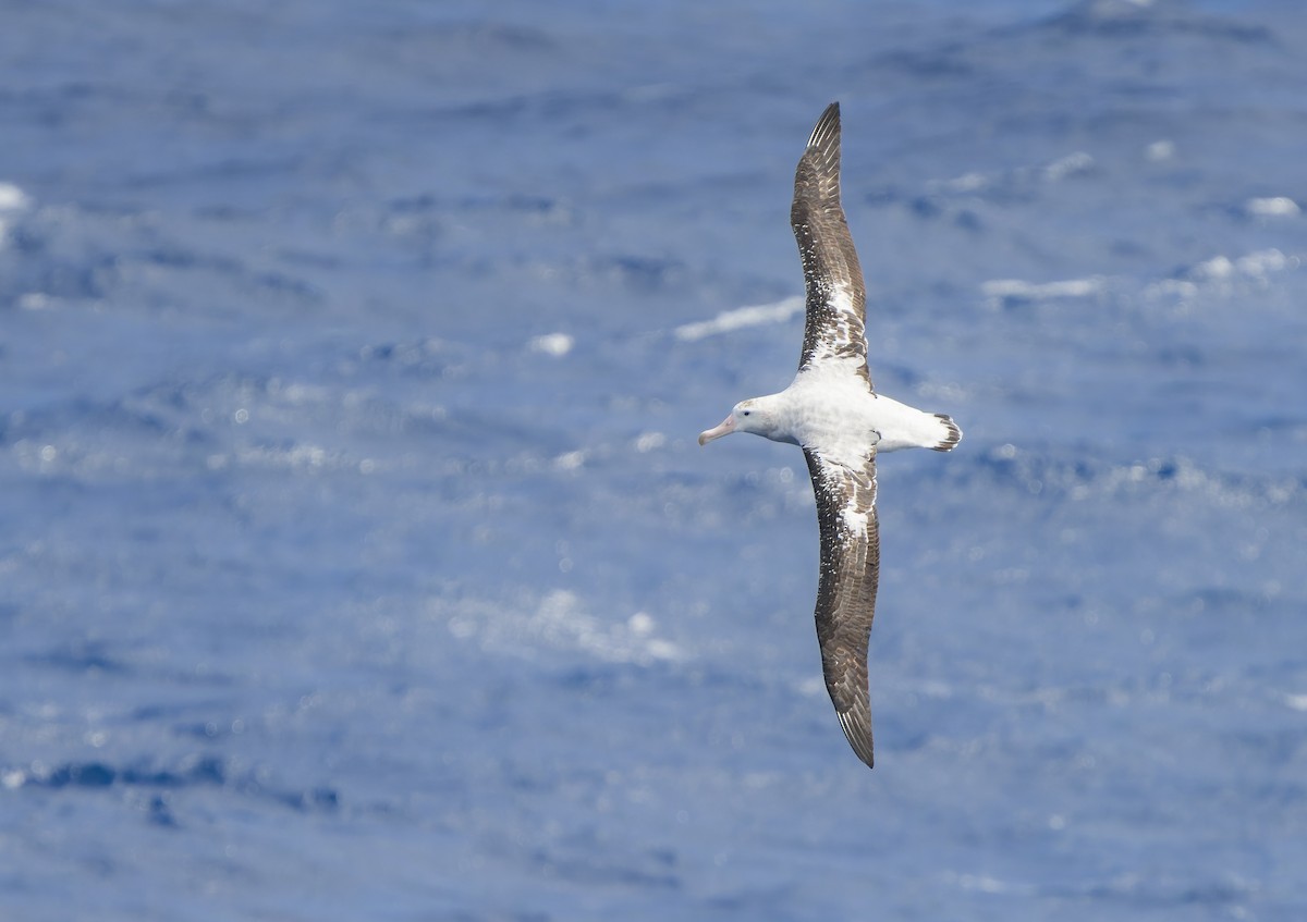 Antipodean Albatross (Gibson's) - ML624807595