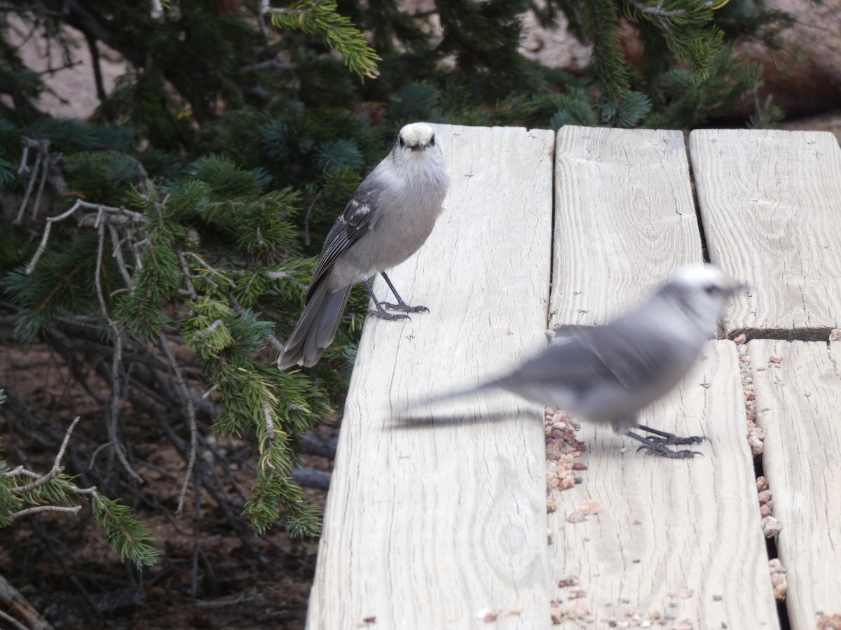 Canada Jay (Rocky Mts.) - ML624807643