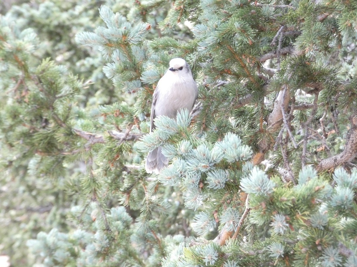 Canada Jay (Rocky Mts.) - ML624807648