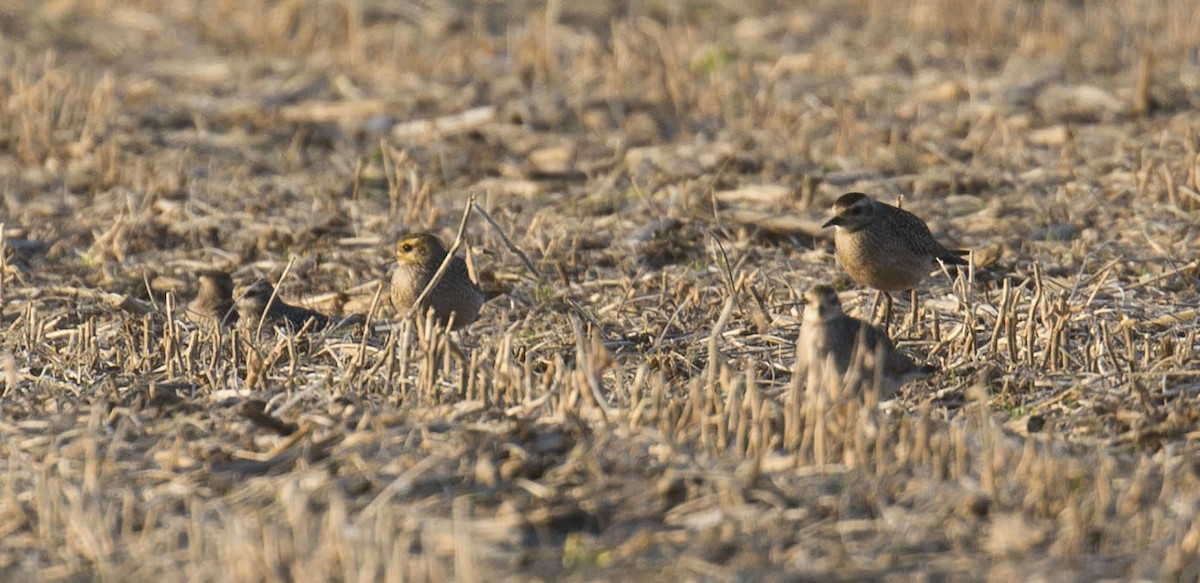 American Golden-Plover - ML624807679