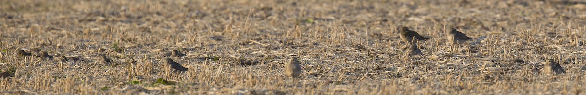 American Golden-Plover - ML624807680