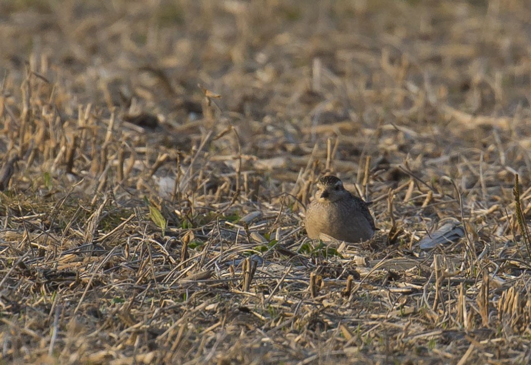 American Golden-Plover - ML624807681