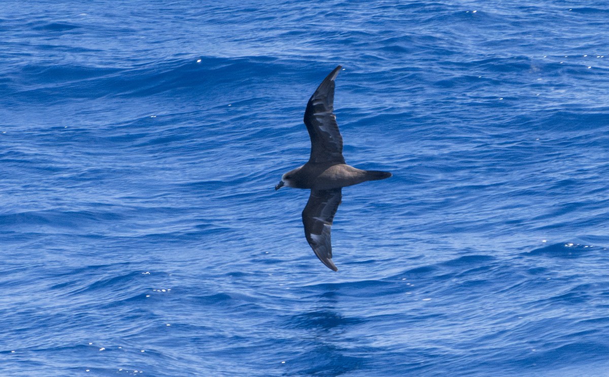 Gray-faced Petrel - ML624807707