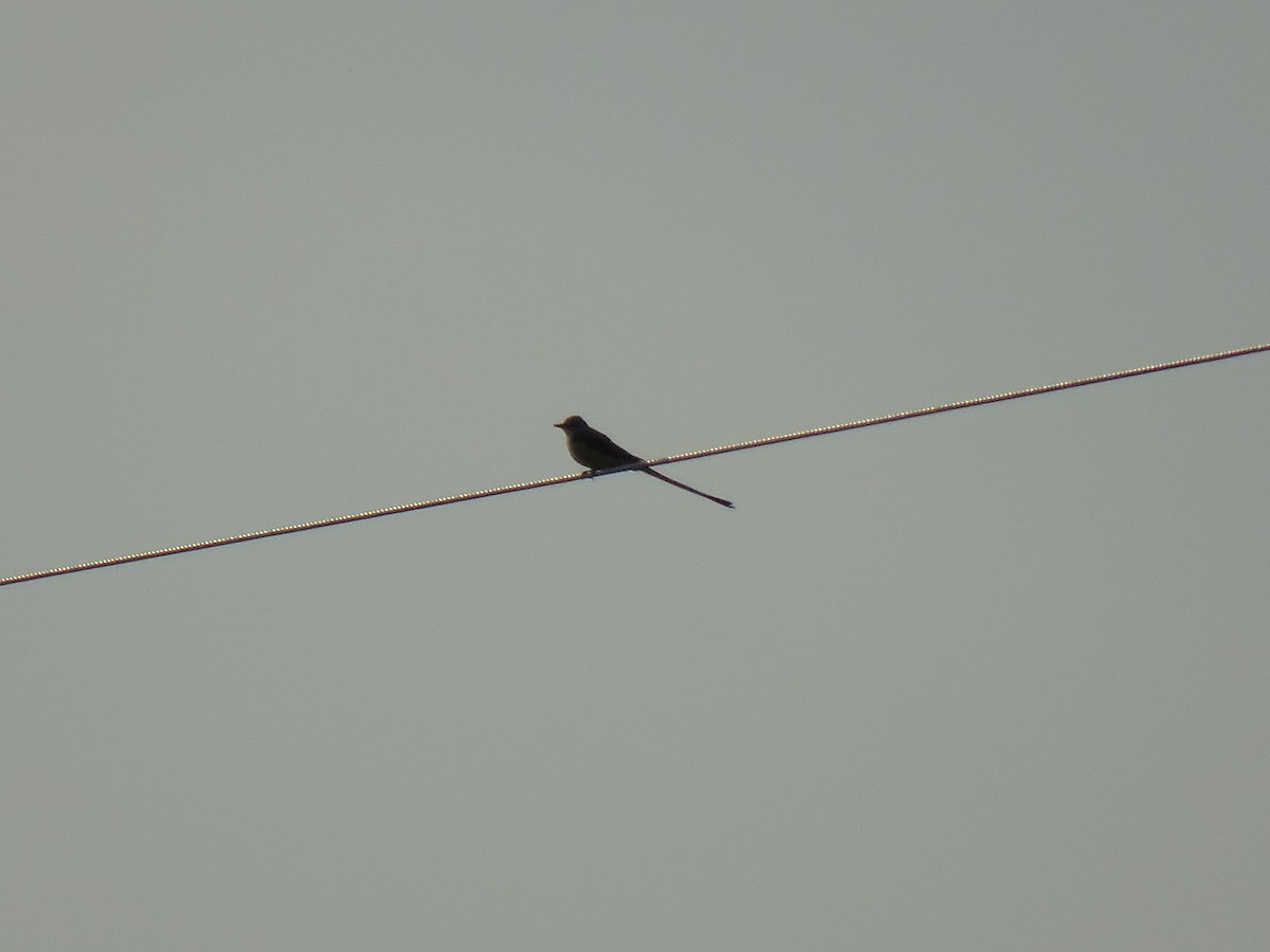 Scissor-tailed Flycatcher - ML624807716