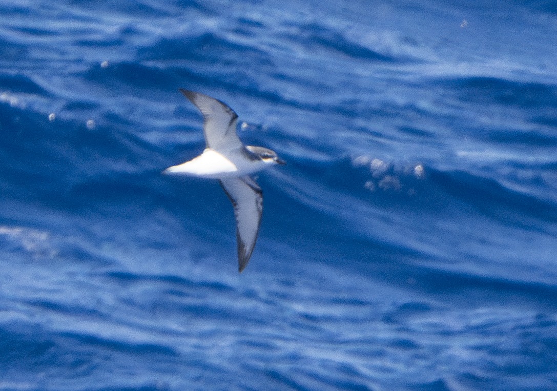 Cook's Petrel - ML624807739