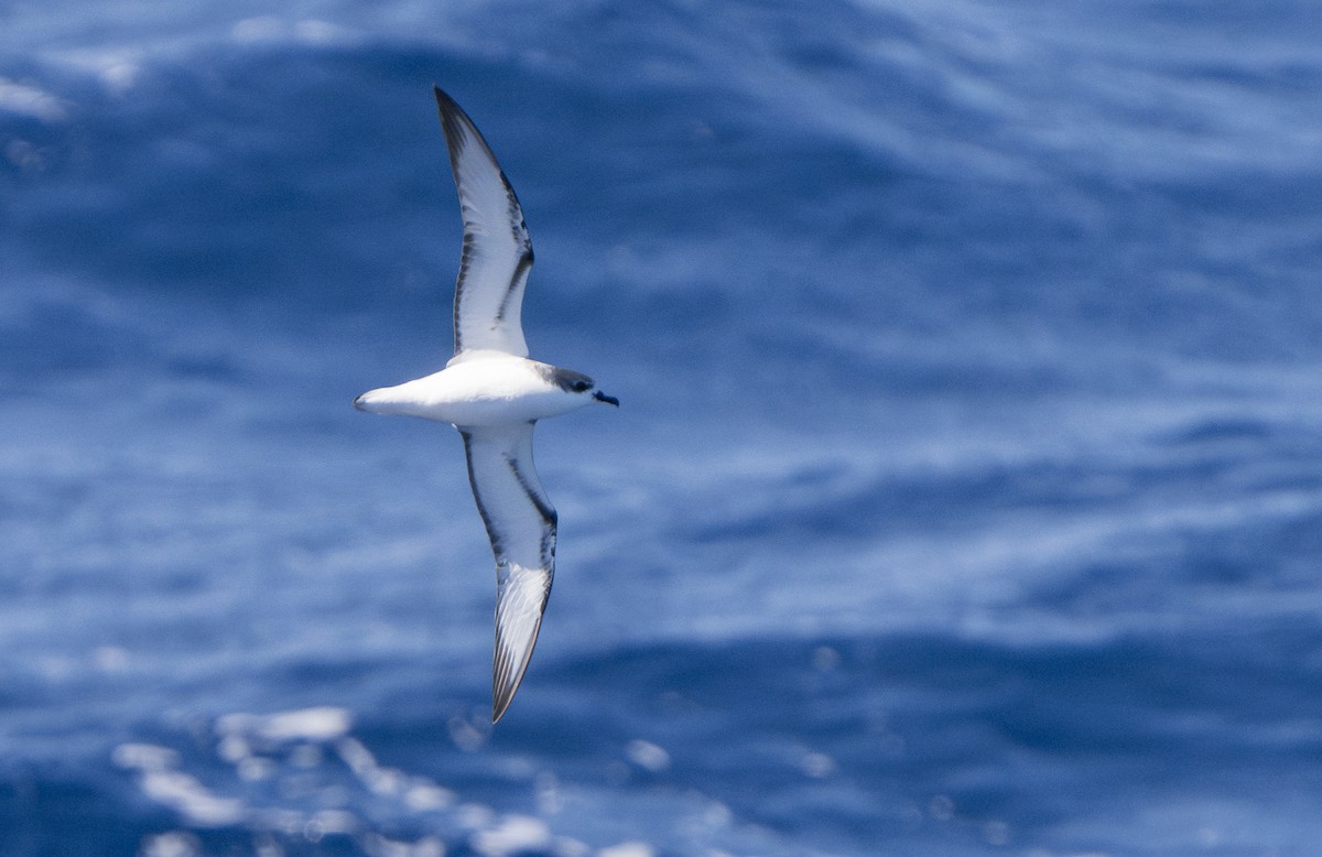 Cook's Petrel - ML624807768