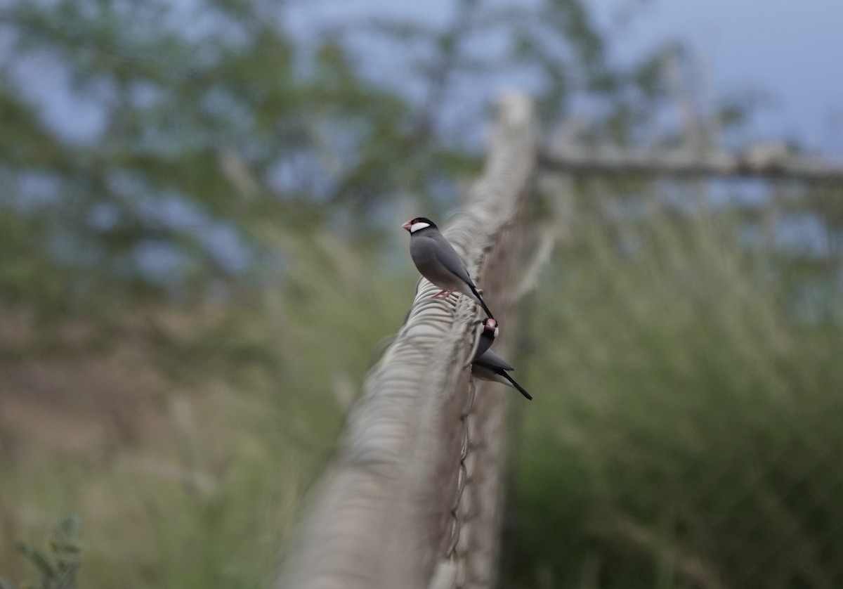 Java Sparrow - ML624807923