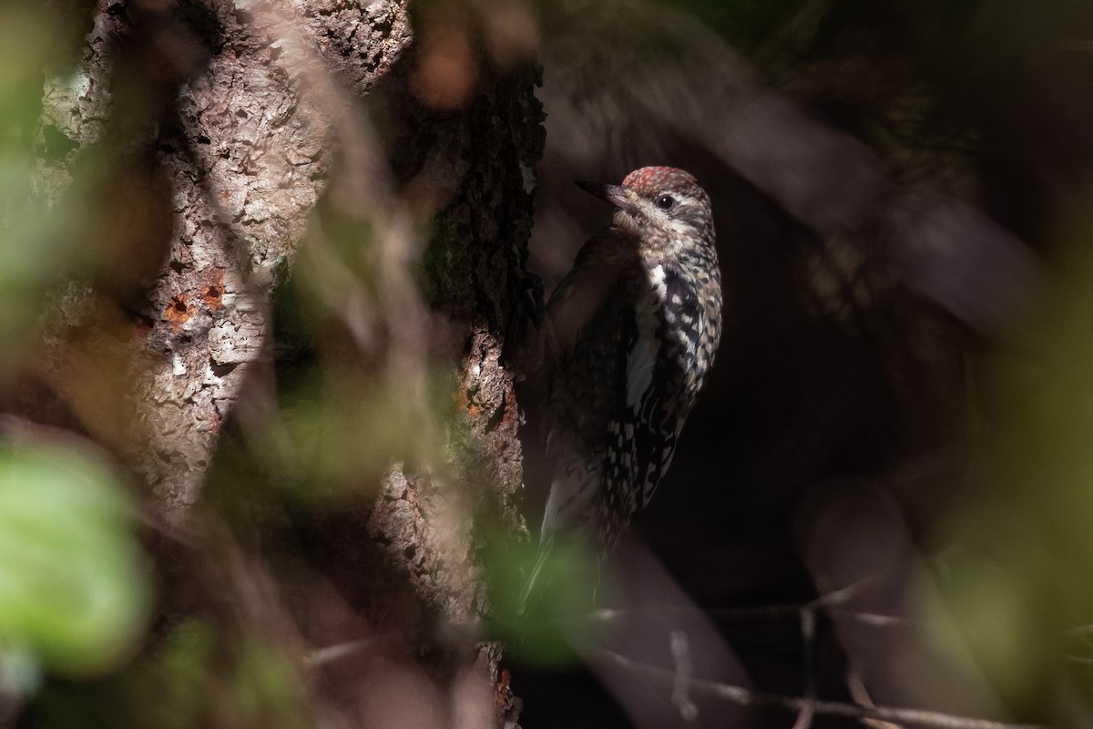 Yellow-bellied Sapsucker - ML624808116