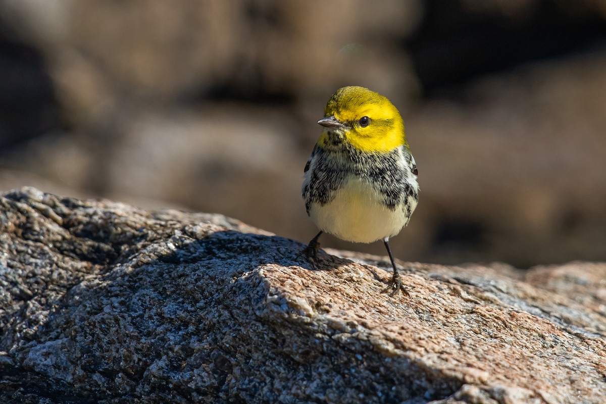 Black-throated Green Warbler - ML624808138